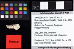 Foto (Objket + Etiketten) von Mesoparapylocheles zapfei (Fraaije et al., 2019) 